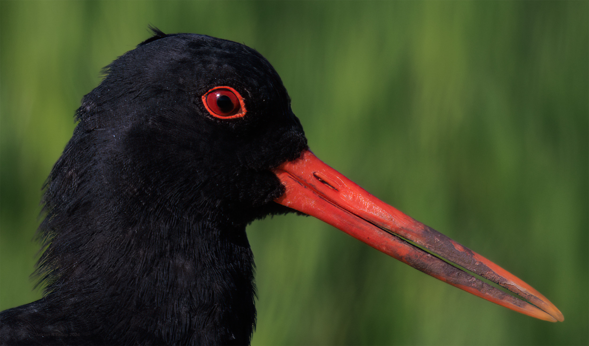  Oystercatcher 
